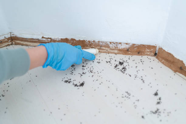 Best Local Pest Control Services  in Brooktrails, CA