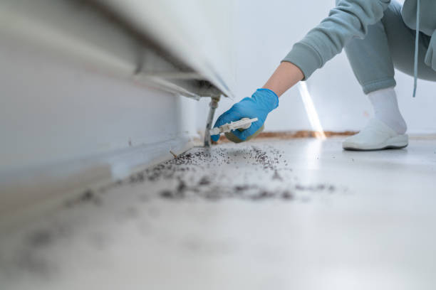 Best Affordable Pest Control Services  in Brooktrails, CA
